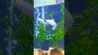 🐠 Breeding Molly Fish ❄️ Snowball Meets 🌙 MoonKnight mollyfish fishbreeding petlover shorts [upl. by Airlia]