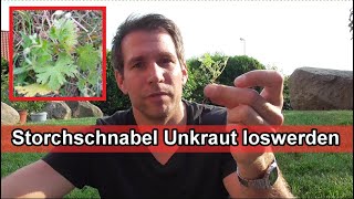 Storchschnabel im Rasen amp Garten entfernen – Ruprechtskraut  Unkraut bekämpfen amp loswerden [upl. by Nava]