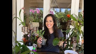 How to Mount Phalaenopsis Orchids on Trees Orchid Care Orchid Diva [upl. by Buell565]