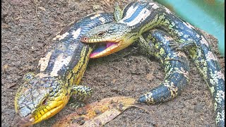 Blue Tongue Lizard Breeding INSANITY [upl. by Yonatan]