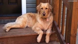 Groomer left dog in drying cage to attend graduation [upl. by Alabaster]