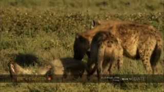 Female hyenas show their dominant nature [upl. by Travers]