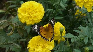 Argynnis hyperbius f  Tokyo 072024  JAPON [upl. by Ramon]