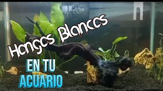 Hongos Blancos en tu Acuario [upl. by Apple257]