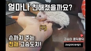 고슴도치본격 개슴도치 훈련 콩닥이와 얼마나 친해졌을까 Hedgehog Training [upl. by Aridnere]