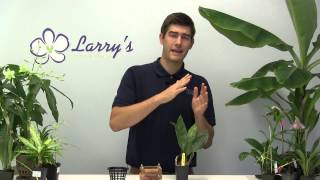 How To Grow Stanhopia Orchids  Complete Growing Guide [upl. by Yerroc]