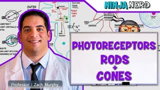 Special Senses  Photoreceptors  Rods and Cones [upl. by Miranda55]