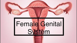 Female Reproductive System  Ovarian tumors part 3  Special Pathology [upl. by Heloise]