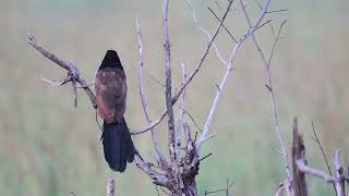 Burchells Coucal  Vleiloerie [upl. by Ynez]