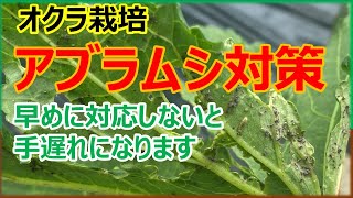 【アブラムシ対策】オクラのアブラムシ早めに撲滅してください！ オクラ栽培 家庭菜園 農薬 [upl. by Ical]