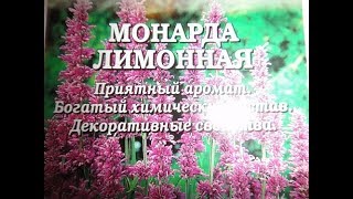 МОНАРДА ЛИМОННАЯВКУСНЫЙ ЦВЕТОК [upl. by Murray385]