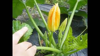 🌿reconnaitre fleur male et femelle sur la courgette  potager [upl. by Erlene365]