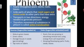 Phloem and Hydrostatic Gradients 2016 [upl. by Dennett]