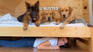 My Dogs BEST Reactions  Funny Dog Videos 4 [upl. by Amery]