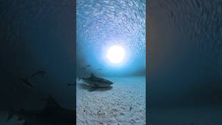 Tiger Sharks under Pier shorts sharks [upl. by Etteneg]