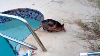 armadillo went for a swim in our pool the other day [upl. by Llywellyn]