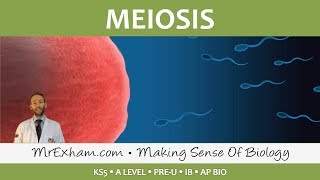 Cell Replication  Meiosis  Post 16 Biology A Level PreU IB AP Bio [upl. by Brahear]