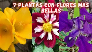 PLANTAS BULBOSAS Con las FLORES MAS BELLAS DEL MUNDO  JARDINES HERMOSOS  Tulipanes [upl. by Betsy]