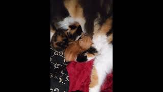 My cat daisy and her 12 day old kittens [upl. by Eanyl]