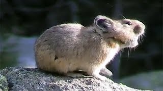 American Pikas Calling Out  Cute Animals in Nature [upl. by Gunar]