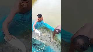 Pangasius fish for harvested [upl. by Thursby75]