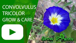 Convolvulus tricolor  grow amp care Dwarf morningglory [upl. by Irfan930]