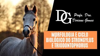 099 Morfologia e Ciclo Biológico do Strongylus e Triodontophorus [upl. by Soigroeg322]