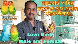 Love Birds Male Female Differences😘লাভ বার্ড পাখির ছেলে এবং মেয়ে চেনার সহজ উপায়Tanay Birds [upl. by Leesen62]