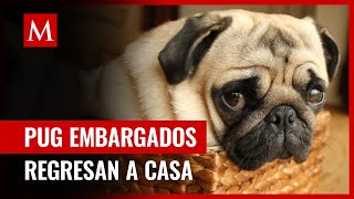 En Edomex se llevan a dos perritos pug en embargo los recuperan por juez federal [upl. by Suivatnom]