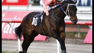 The Black Caviar story [upl. by Vin630]