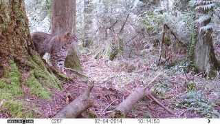 Issaquah Wildlife Bobcat [upl. by Darcie]