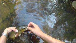 2lb 12quot trout on Sage TXLF 0 and review [upl. by Hsac907]