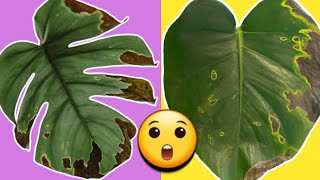 Monstera Brown Leaves  What to do now [upl. by Ver]