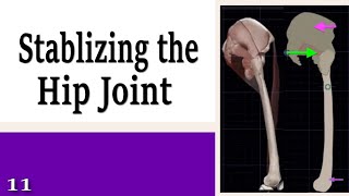 11 Stabilizing the Hip Joint  Learning to Control Your Legs [upl. by Jessika]