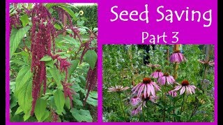 Echinacea and Amaranth Seed Saving Part 3 [upl. by Haorbed]