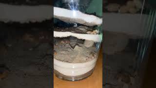 Honeypot ants in a simple cup formicarium [upl. by Burney725]