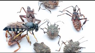 Tracking the Brown Marmorated Stink Bug Part 10 Biological Control [upl. by Iveson360]