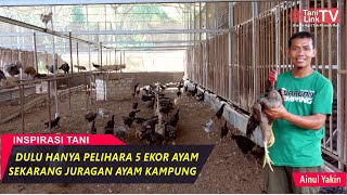 Sukses Ternak Ratusan Ayam Kampung dengan Kandang Semi Intensif [upl. by Notnilc]