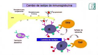 INMUNO TEORICO 5 PARTE 2 INMUNIDAD LB [upl. by Ylatan]