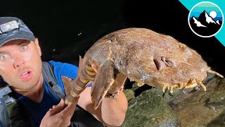 Wobbegong Shark Found in Tide Pool [upl. by Goldberg]