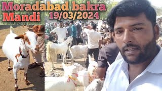 19 03 taharpur Bakra Mandi 2024 barbari Bakri up  barbari goat for sale  totapari bakra gujri goat [upl. by Cindie952]