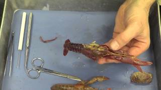 Crayfish Dissection [upl. by Nosreme]