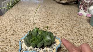 Adromischus cristatus quotCrinkle Leafquot [upl. by Amarillas]