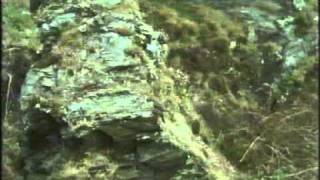 BBC Wildlife on Two Peregrine Falcon part3 [upl. by Rosanna]