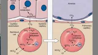 Carbon Dioxide Transport [upl. by Anyale750]