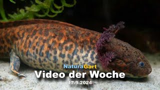 Video der Woche 1792024 [upl. by Cletus]