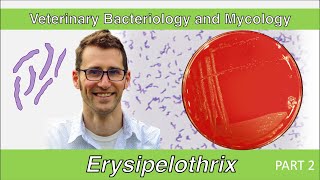 Erysipelothrix Part 2  Veterinary Bacteriology and Mycology [upl. by Nosloc]