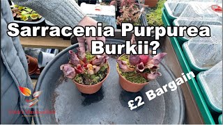 How to Repot Sarracenia Purpurea 70 Carnivorous Plant Care [upl. by Nairehs883]