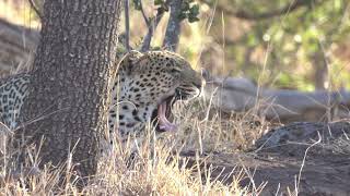 WATCH Leopard hunts a common duiker for a week  africa nature animal leopard hunting safari [upl. by Henke]