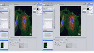 ZEISS ZEN 23 Working with 3D Deconvolution CPU DCV [upl. by Zandra947]